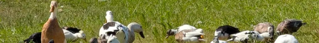 A picture of a group of ducks in a field of grass